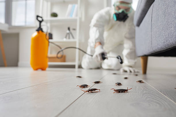 Commercial Kitchen Cockroach Control in Tyler
